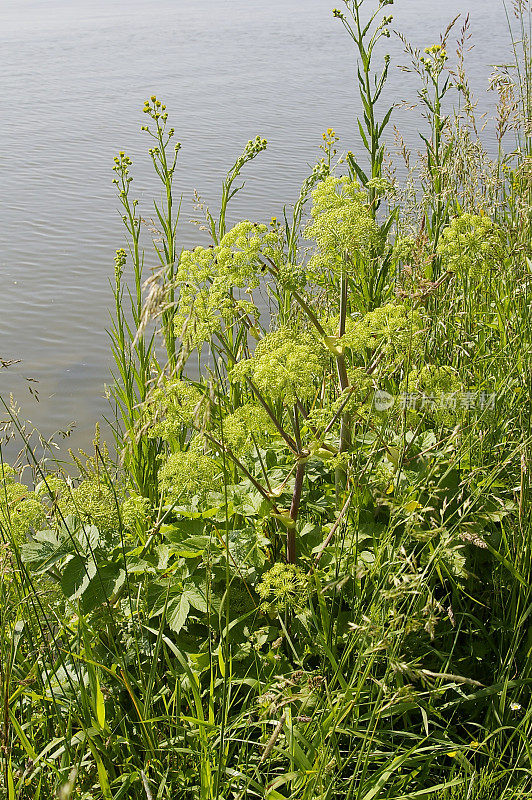 当归(Angelica archangelica)